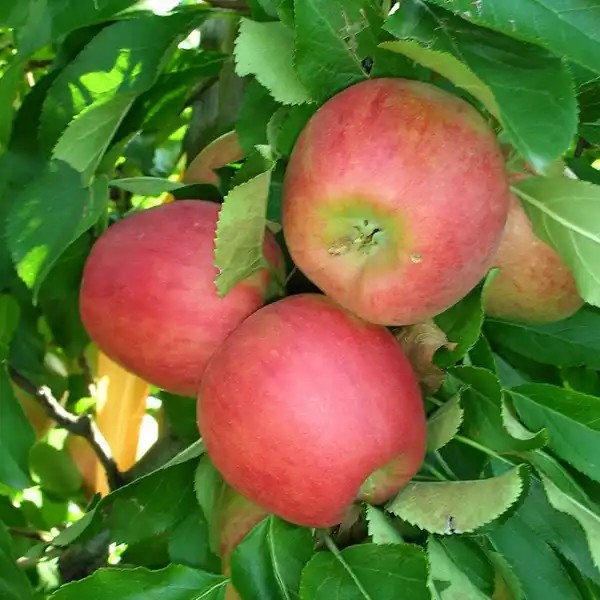 Red Jonaprince almafa